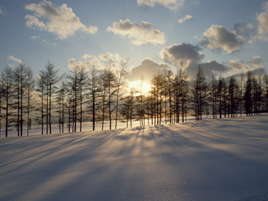 snowtree.jpg