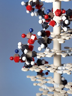 dna6.jpg