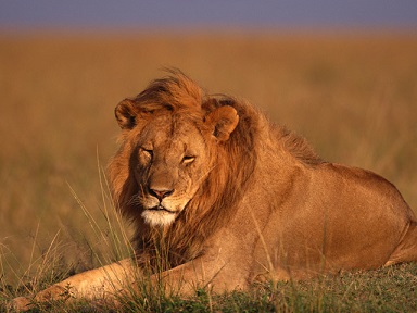 lion.jpg