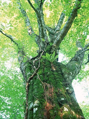 tree6.jpg